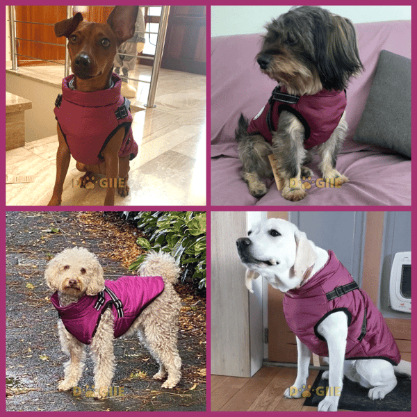 🐶Hot Sale 50% OFF🔥3 in 1 Winter Waterproof Warm Dog Jacket With Built-in Harness