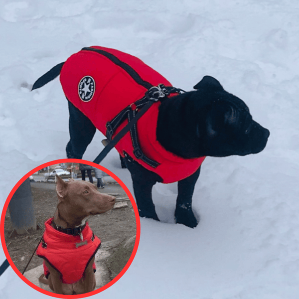 🐶Hot Sale 50% OFF🔥3 in 1 Winter Waterproof Warm Dog Jacket With Built-in Harness