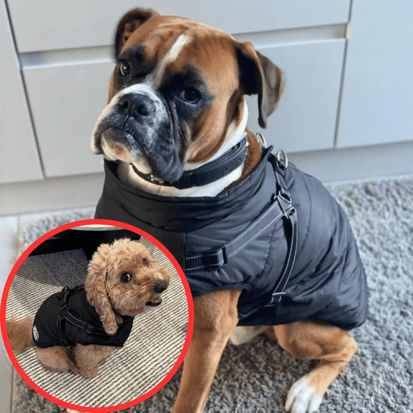 🐶Hot Sale 50% OFF🔥3 in 1 Winter Waterproof Warm Dog Jacket With Built-in Harness
