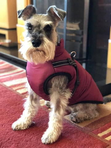 🐶Hot Sale 50% OFF🔥3 in 1 Winter Waterproof Warm Dog Jacket With Built-in Harness