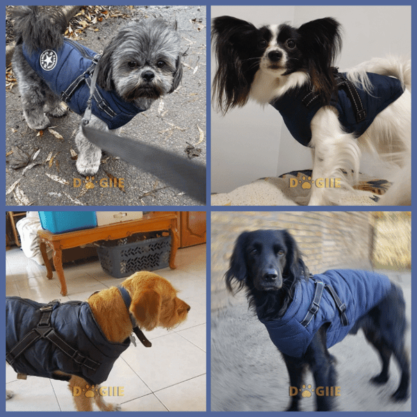 🐶Hot Sale 50% OFF🔥3 in 1 Winter Waterproof Warm Dog Jacket With Built-in Harness