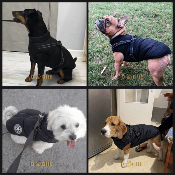 🐶Hot Sale 50% OFF🔥3 in 1 Winter Waterproof Warm Dog Jacket With Built-in Harness